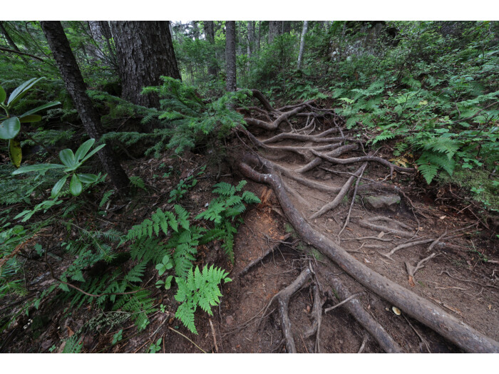 Canon RF 10-20/4,0 L IS STM Canon RF 10-20/4,0 L IS STM